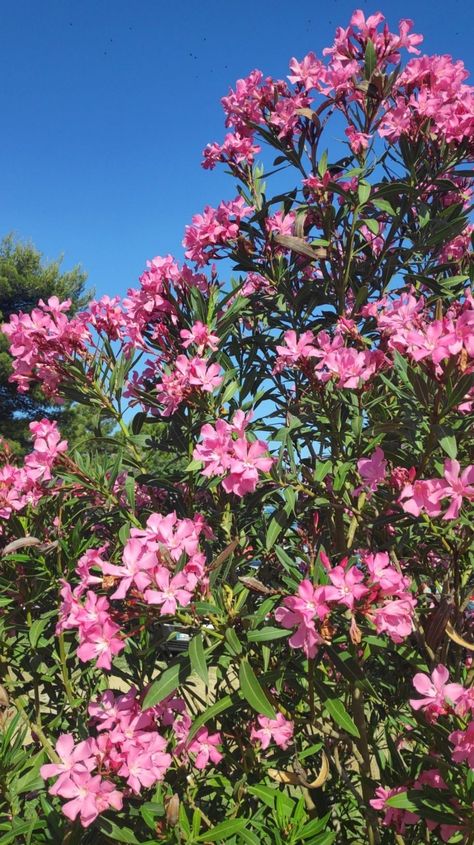 AKA OLEANDER Oleander Aesthetic, Oleander Bush, Oleander Flower, Oleander Plants, Nerium Oleander, Hawaiian Flowers, Flowering Trees, Lily Of The Valley, Hydrangea