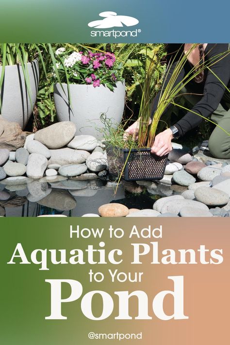 Bring life to your pond with aquatic plants! Not only do they look nice, they add necessary oxygen and can help filter water, for a clean and clear pond. Learn how to add plants to your pond. Pond Plants That Clean Water, Container Fish Pond, Bog Filter, Water Plants For Ponds, Duck Pen, Clear Pond, Small Backyard Ponds, Diy Ponds Backyard, Container Pond