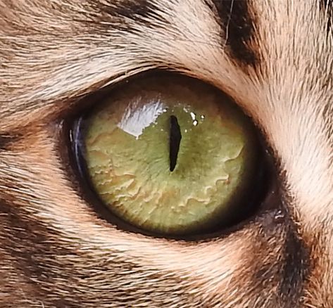 https://flic.kr/p/23Ee3rH | WS1902: Cat Eye - Photo Reference | Workshop by Lisa Ann Watkins seen in the February 2019 issue of COLORED PENCIL Magazine.  www.coloredpencilmag.com CLICK ON ARROW TO DOWNLOAD FULL SIZE IMAGE Reference Photos Animals, Cat Eye Art, Reference Images For Artists, Animals Eyes, Eye Photo, Animal Eyes, Prismacolor Art, Reference Photos For Artists, Výtvarné Reference