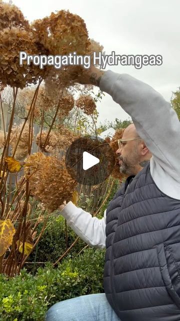 Hydrangea Support, Hydrangea Propagation, Propagate Hydrangea, Garden Knowledge, Propagating Hydrangeas, Garden Magic, Hydrangea Garden, Cold Frame, Flower Gardens