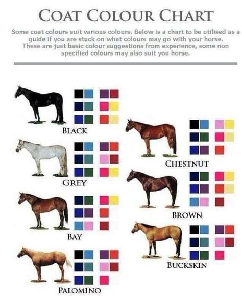 Color coordination Horse Color Chart, Horse Facts, Horse Show Clothes, Horse Riding Tips, Rasy Koni, Palomino Horse, Horse Dressage, Horse Tips, Grey Horse