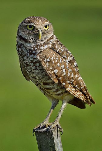 Burrowing Owl, Brian Piccolo Park, Broward County -  Florida <3 Burrowing Owls, Broward County Florida, Saw Whet Owl, Owl Photography, Burrowing Owl, Street Fair, Owl Photos, Owl Party, Owls Drawing