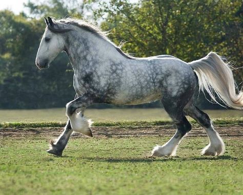 Drum Horse. The cross between a Gypsy Vanner and Shire draft. Sometimes a Clydesdale is used as the draft mare. photo: Mark Barrett. Drum Horse, Dapple Grey Horses, Stunning Horses, Percheron Horses, Shire Horse, Horse Ideas, Horse Inspiration, Most Beautiful Horses, Grey Horse