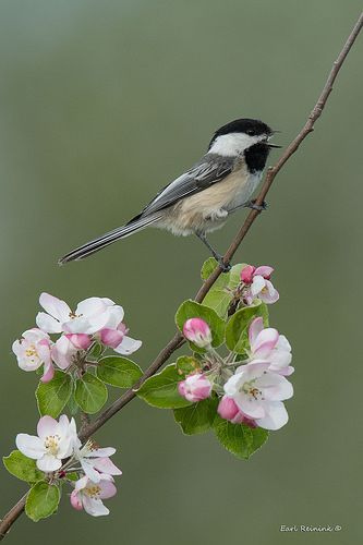 Chickadee Photography, Blackwork Floral, Birds Images, Bird With Flowers, Contemporary Botanical Art, Apple Blossom Flower, Apple Flowers, Chickadee Bird, Chinese Art Painting