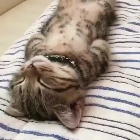 Your daily dose of cuteness Cele Mai Drăguțe Animale, Sleepy Kitty, Sleeping Kitten, Söt Katt, Haiwan Peliharaan, Animal Videos, Cute Cats And Kittens, Cute Kittens, Funny Animal Pictures