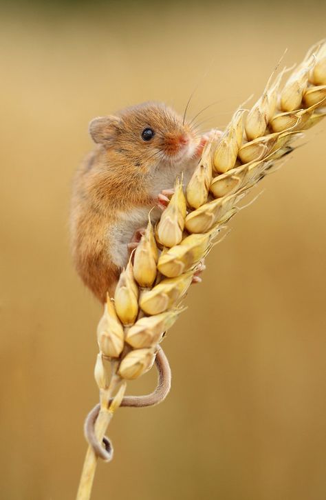 Harvest Mouse Drawing, Mouse On Flower, Harvest Mice, Field Mice, Harvest Mouse, Pet Mice, British Wildlife, Cute Mouse, Hamsters