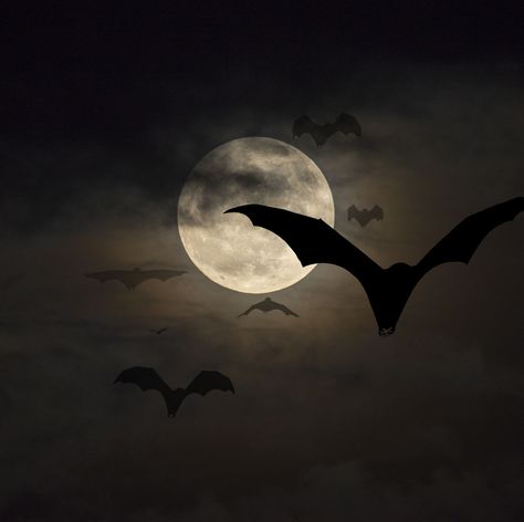 Let the festivities begin with these sayings from iconic vampire movies and books. Vampire Spells, Vampire Quotes, Full Moon Names, Moon Names, Red Day, Epic Story, Moon Rise, Reading Stories, Harvest Moon