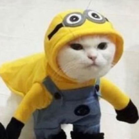 Matching Cat Pfp Friends, Matching Cat Pfp, Matching Cat, Pfp Friends, Cat Pfp, Cat Icon, Minion, Yellow, Black