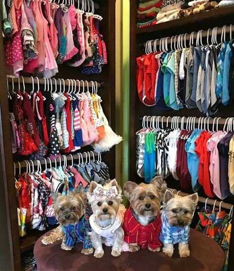 Yorkie Room Ideas, Spoiled Puppy Ideas, Puppy Closet Ideas, Dog Room Closet Ideas, Dog Wardrobe Closet Diy, Dog Closet Ideas, Dog Clothes Closet, Puppy Closet, Spoiled Yorkie