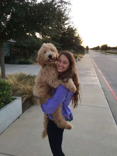 15 Reasons Goldendoodles Are Not The Friendly Dogs Everyone Says They Are - The Paws Goldendoodle Haircuts, Goldendoodle Grooming, Best Hugs, Psy I Szczenięta, Australian Labradoodle, Mini Goldendoodle, Goldendoodle Puppy, Doodle Dog, Airedale Terrier