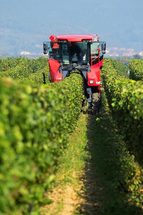 Collecting the grapes. Machine for picking up the wine grapes , #SPONSORED, #grapes, #Collecting, #Machine, #wine, #picking #ad Grapes Picking, Grape Farm Aesthetic, Harvesting Machine, Picking Grapes, Grape Picking, Grapes History, Grape Harvest Photography, Wine Grapes, Grape Harvesting