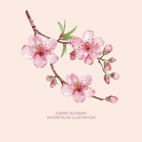 Cherry blossom watercolor illustration | Premium Vector #Freepik #vector Pink Flower Illustration, Sakura Illustration, Cherry Blossom Illustration, Blossom Illustration, Blossom Watercolor, Cherry Blossom Watercolor, Cherry Blossoms Illustration, Haifa, Typography Art