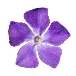 Periwinkle Flower, Vinca Minor, Periwinkle Flowers, Periwinkle Purple, Light Purple Flowers, Nature Collage, Purple Flowers Wallpaper, Fairy Illustration, Flower Icons