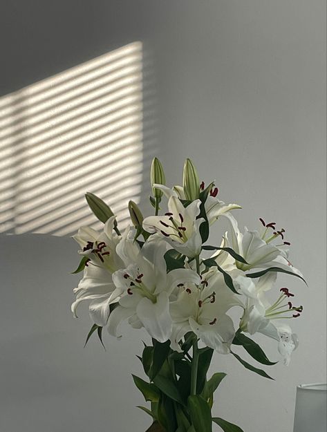 #lily #flowers #sunshine Lily Aesthetic, Lilies Flowers, Single Flowers, Lily Flowers, Rose Lily, Lily Flower, Lily, Flowers