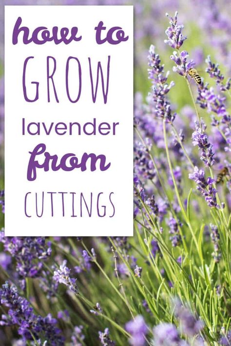 Growing Lavender Indoors, Planting Lavender, Lavender Plant Care, Harvesting Lavender, How To Propagate Lavender, Grow Lavender, Lavender Body Lotion, Lavender Seeds, Lavender Herb