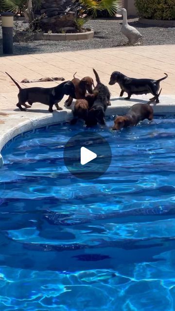 Dachshund Lifestyle on Instagram: "Summer refreshment 🌊😇  ❣️Do you want to see more cute Dachshunds? Then follow us.  Cradit @teckel_almacolors   DM for Credit or removal!  #dachshund #dachshundlife #dappledachshund #dachshundsonly #dachshundlover #dachshundofinstagram #dachshund_love #dachshundsunited #dachshunddaily #dachshundlovers #dachshund_world #dachshund_feature #dachshundoftheday_ #dachshundworld #dachshundsofig #dachshundgram #dachshundmix #dachshundpuppies #dachshundcentral #dachshundchile #dachshundstagram #dachshundrescue #dachshundsworldwide #dachshundlove_feature #dachshundstyle" Daschund Swimming, Blue Dachshund Puppy, Fluffy Dachshund, Dachshund Swimming, Cute Dachshunds, Dapple Dachshund Miniature, Dachshund Mix Puppies, Funny Dachshund Pictures, Chocolate Dachshund