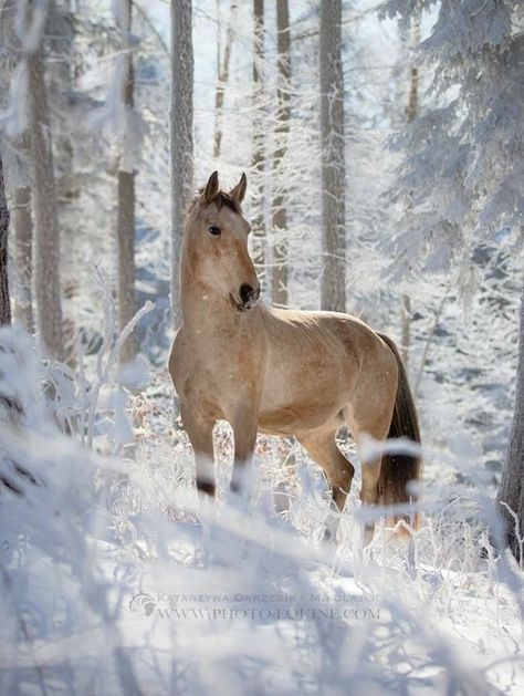 Running In The Snow, Horses In Snow, Winter Horse, Rasy Koni, Christmas Horses, Majestic Horse, All The Pretty Horses, Horse Crazy, Cute Horses