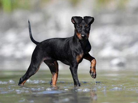 Toy Manchester Terrier, Manchester Terrier, Terrier Breeds, Purebred Dogs, Header Image, Four Legged, Dog Clothes, Dog Breeds, Manchester