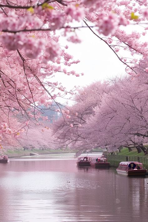 Celebrate the Cherry Blossom Festival in Japan 🌸✨ Witness the breathtaking beauty of cherry blossoms during Japan's Hanami season. Enjoy picnics under blooming trees and partake in traditional Japanese festivities. 🌿#CherryBlossomFestival #JapanTravel #CulturalExperience #FestivalTravel Japan Cherry Blossom Festival, Hanami Festival, Festival Japan, Japan Cherry Blossom, Japanese Blossom, Cherry Blossom Festival, Blooming Trees, Cherry Blossom Season, Japanese Cherry Blossom