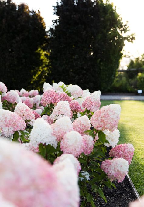 Large Hydrangea, Hydrangea Paniculata, Square Meter, Big Flowers, Large Flowers, Hydrangea, Pink Rose, Density, Square