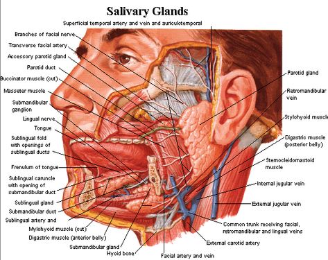 Salivary glands of the digestive system and their functions. Topics include parotid, submandibular, and sublingual salivary glands and saliva. Salivary Gland Infection, Salivary Glands, Parotid Gland, Brain Nerves, Human Body Organs, Nursing School Essential, Gross Anatomy, Body Diagram, Dental Anatomy