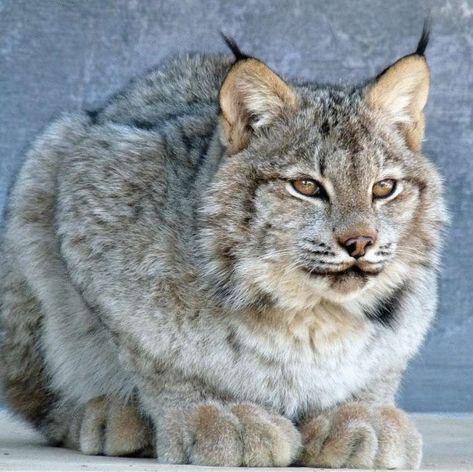 The Canadian lynx is a true miracle of nature. Judge for yourself: this animal is twice as miniature as an ordinary lynx, while it has a huge amount of soft fluffy fur in which you want to drown. But the most remarkable feature of the Canadian lynx is its disproportionately massive and wide paws, which are so convenient to walk on deep snow. Well, just a winter fairy tale, not a pet! Canada Lynx, Animale Rare, Animal Sketches, Cat Aesthetic, Wildlife Animals, Lynx, Animal Photo, Beautiful Cats, 귀여운 동물