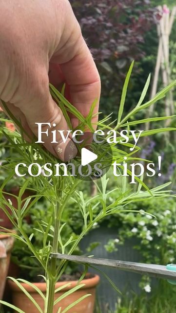 Ria - Cottage garden and flower growing on Instagram: "Five easy cosmos tips for right now 🌱🙌🏻  🌸 if you want to avoid tall cosmos ‘trees’, you need to pinch out the top part of the plant. It’s not too late to do this, you can even do this after you’ve planted out. Just make sure your plant has 2 or 3 sets of true leaves. And you only need to do this once. If you haven’t planted out yet, you can let it form buds in its pot, which can also help.  🌸 you can definitely plant cosmos in containers. I try and get a big pot and space about 20cm apart. It’s also a good idea to get in some support to avoid plants flopping over - I’m using some foraged twigs here. You could also try dwarf varieties that don’t get too big, like ‘Sonata Pink’.  🌸there’s still time to direct sow cosmos seeds. The Garden Cosmos Flower, Cosmos In Containers, Cosmos In Pots, Cosmos Flowers Garden, Cosmos Plant, Flower Growing, Plant Bud, Cosmos Flowers, Slug