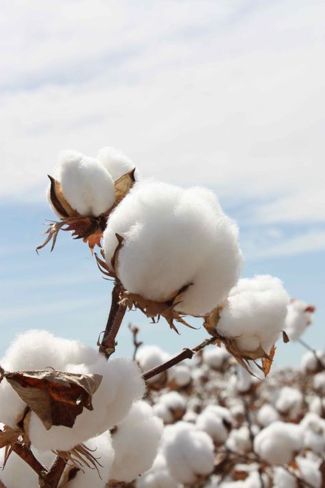 Cotton Cheap Artificial Plants, Artificial Plants Indoor, Cotton Boll, Cotton Fields, Artificial Plants Outdoor, Cotton Plant, Trendy Flowers, Artificial Plants, Flowers Photography