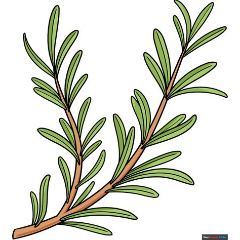 How to Draw Rosemary Rosemary Drawing, Wine Bottle Drawing, Cheese Drawing, Drawing Steps, Rosemary Herb, Rosemary Plant, Bottle Drawing, Drawing Guides, Flower Drawing Tutorials