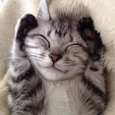 Top 14 des chats qui sourient à la vie, le top qui fait du bien Smiling Cat, Kitten Love, Cat Icon, Cute Kittens, Silly Cats, Cats Meow, Beautiful Cats, Cat Photo