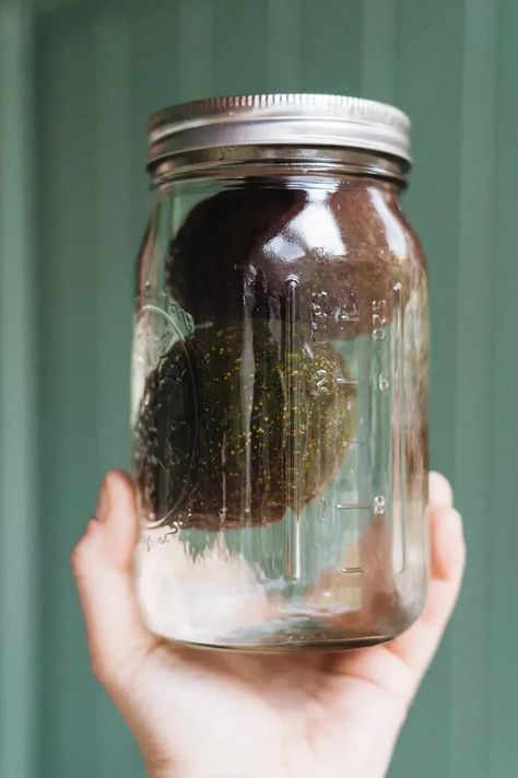 Avocado Storage In Water, How To Store Ripe Avocados, How To Save Avacodo, How To Keep Avocados Fresh, Canning Avocado, Best Way To Store Avocados, How To Preserve Avacodos, How To Make Avocados Last Longer, Storing Avocados In Water