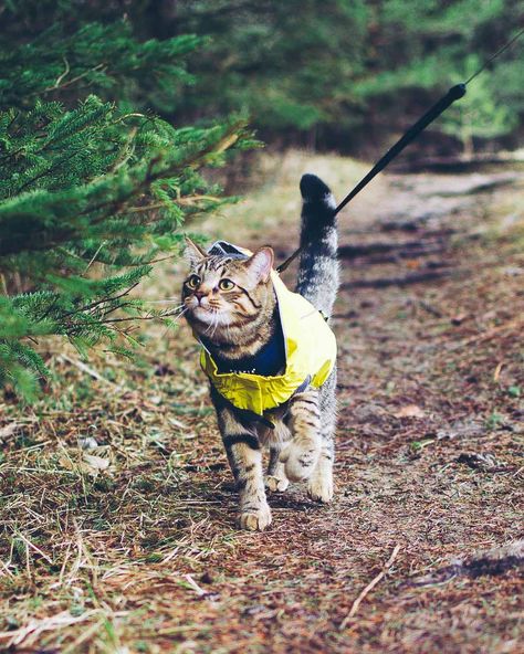 Pet Sunscreen, Camping With Cats, Cat Exercise, Adventure Cat, Cat Essentials, Dream's Cat, Cat Travel, Like A Cat, Cat Training