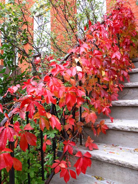 Virginia Creeper Small House Garden, Companion Planting Vegetables, Virginia Creeper, Herb Garden Design, Vertical Garden Diy, Climbing Vines, Garden Guide, House Plant Care, Small Space Gardening