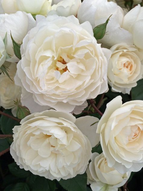 Winchester Cathedral Rose, Winchester Cathedral, Hampton Court Flower Show, Austin Rose, Bed Of Roses, Garden Shrubs, Moon Garden, David Austin Roses, David Austin