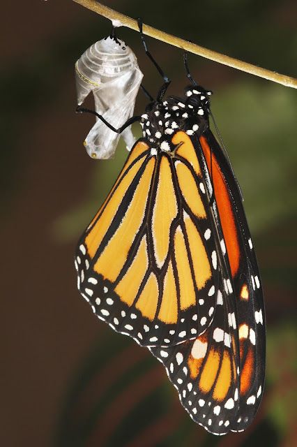 All of Nature: Monarch Butterfly Emerging From Chrysalis Chrysalis Illustration, Monarch Butterflies Photography, Butterfly Metamorphosis, Butterfly Chrysalis, Macro Photography Nature, Jade Green Color, Cardboard Sculpture, Diy Butterfly, Butterfly Party