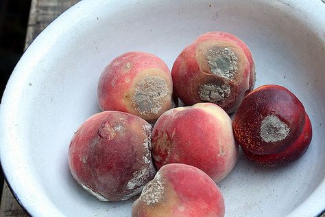 Mold on nectarines Rotten Food, Stages Of Growth, House In The Country, Rotten Fruit, Growth And Decay, Mother Runner, Art Alevel, Peach Aesthetic, Stuff And Thangs