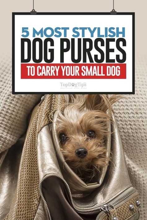 Yorkie In Purse, Dog Purse Handbags, Fancy Dogs, Yorkie Hair, Pet Carrier Purse, Health Checklist, Puppy Purse, Dog Travel Carrier, Dog Carrier Purse