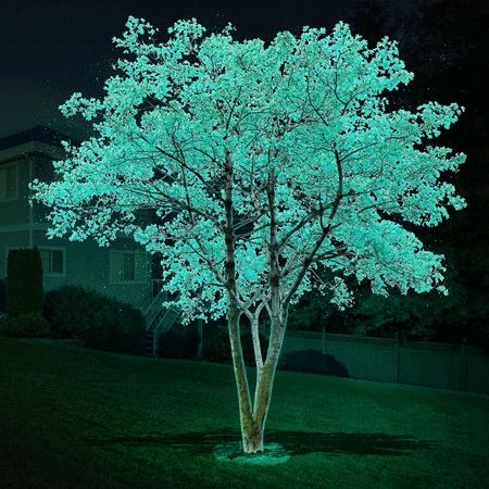 DayGlo Trees for Sale– FastGrowingTrees.com Trees House, Dark Trees, Fairy Lights In Trees, Growing Trees, Glowing In The Dark, Privacy Trees, Plant Home, Dark Tree, Glow Mask