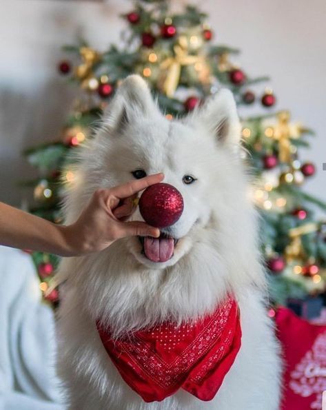 Dog Christmas Photos, Dog Christmas Pictures, Christmas Puppies, Xmas Photos, Photos With Dog, Dog Photoshoot, Earth Pictures, Fotografi Editorial, Foto Tips