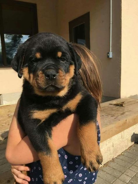 Rotwilers Dog, Cute Rotweiller, Rockweiler Puppy, Rotwilers Puppys, Rot Weiler, Baby Rottweiler Puppies, Rottweiler Aesthetic, Rottie Puppies, Cute Rottweiler Puppy