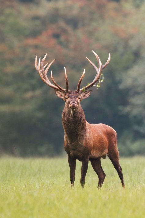 Red deer stag standing on meadow with gr... | Premium Photo #Freepik #photo #nature #animal #red #forest Drawing Deer, Ren Geyiği, Animal Aesthetic, Deer Photos, Wildlife Pictures, Animal Print Wallpaper, Tattoos Animals, Deer Stags, Rare Animals