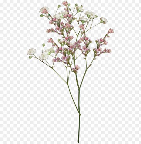 Aesthetic Flowers Transparent Background, Flower Png Images For Editing, Aesthetic Png Transparent Background, Flowers Overlay For Edits, Aesthetic Pictures Png, Transparent Flowers Overlays, Aesthetic Pngs For Edits Vintage, Minimal Png Aesthetic, Png Flowers Design