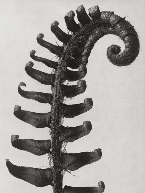 Karl Blossfeldt. Polystichum Munitum, Karl Blossfeldt, Natural Form Art, Antique Botanical Print, Fern Leaves, Art Appliqué, Max Ernst, Seed Pods, Natural Forms