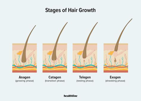 How Long Does It Take for Hair to Grow Back in Various Cases? Stages Of Hair Growth, Hair Health, Hair Growth, To Grow, Skin, Health, Hair