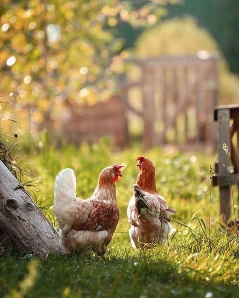 Tumblr Chicken Asthetic Picture, Chickens Aesthetic, Chicken Photography, Chicken Pictures, Diy Garden Fence, Farm Pictures, Into The West, Cute Chickens, Chickens And Roosters