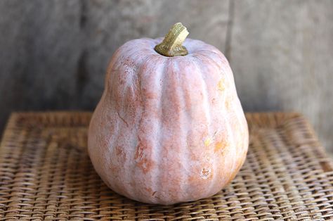 Meet the New Squash In Town: Robin's Koginut | Martha's Vineyard Magazine Autumn Frost Squash, November Meals, Mashed Squash, Misfits Market, Fall Displays, Squash Varieties, Squash Seeds, Traditional Pumpkin, Kabocha Squash