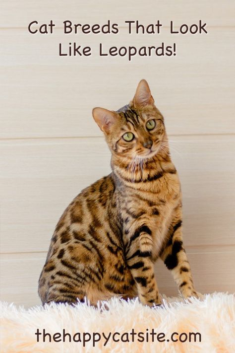 Cats That Look Like Leopards - Domestic Breeds That Look Like Big Cats Cat Types, Leopard Cat, Types Of Cats, House Cat, Future Family, Domestic Cat, Leopards, Happy Cat, Large Animals