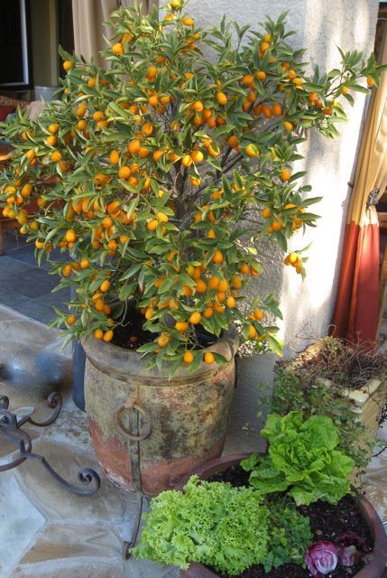 Potted Kumquat Tree, Kumquat Tree, Meteor Garden 2018, Edible Landscaping, Citrus Trees, Potted Trees, Garden Containers, Mediterranean Garden, Edible Garden