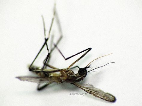 A Female Mosquito....Dead@@ Mosquito Aesthetic, Female Mosquito, Novel Aesthetic, Mosquito Bites, Mosquito Bite, Bugs, Insects, Quick Saves, Color