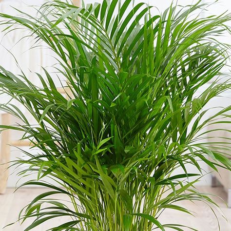 bamboo palm Plant Notes, Bamboo Palm, Side Yard Landscaping, Bamboo Plant, Palm Tree Leaves, Palm Plant, Palm Coast, Bamboo Plants, Side Yard